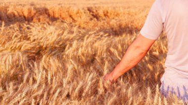A man with his back to the viewer in a field of wheat touched by the hand of spikes in the sunset light. clipart