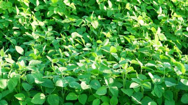 Soya alan parlak güneşli bir günde. Soya, Moloda soya fasulyesi, soya filizi, soya çiçek yaprakları.