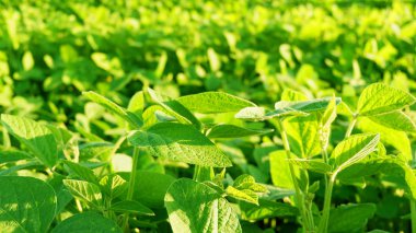 Soya alan parlak güneşli bir günde. Soya, Moloda soya fasulyesi, soya filizi, soya çiçek yaprakları.