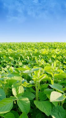 Soya alan parlak güneşli bir günde. Soya, Moloda soya fasulyesi, soya filizi, soya çiçek yaprakları.