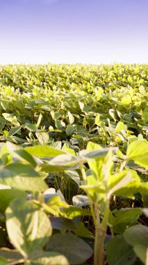 Soya alan parlak güneşli bir günde. Soya, Moloda soya fasulyesi, soya filizi, soya çiçek yaprakları.