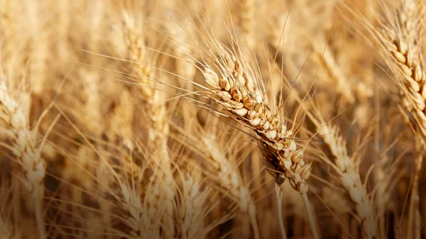 Güneşli bir günde olgun buğday alan. Kulak buğday.