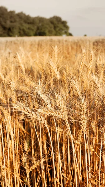 Un campo de trigo maduro en un día soleado. Oreja de trigo . — Foto de Stock