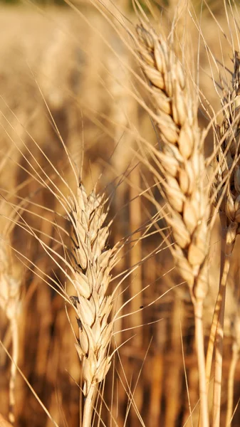 Güneşli bir günde olgun buğday alan. Kulak buğday. — Stok fotoğraf