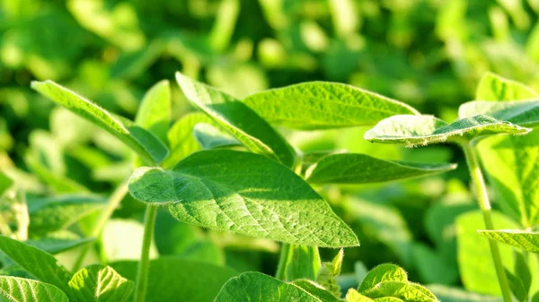 Soya alan parlak güneşli bir günde. Soya, Moloda soya fasulyesi, soya filizi, soya çiçek yaprakları.