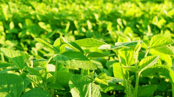 Soya alan parlak güneşli bir günde. Soya, Moloda soya fasulyesi, soya filizi, soya çiçek yaprakları.