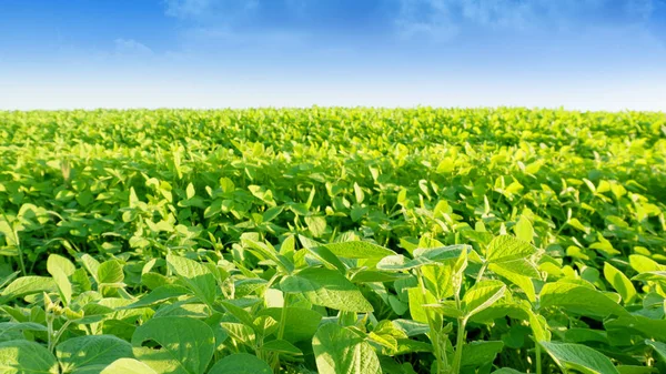 Soya alan parlak güneşli bir günde. Soya, Moloda soya fasulyesi, soya filizi, soya çiçek yaprakları.