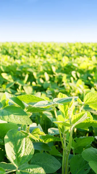 Soya alan parlak güneşli bir günde. Soya, Moloda soya fasulyesi, soya filizi, soya çiçek yaprakları.
