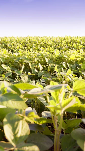 Soya alan parlak güneşli bir günde. Soya, Moloda soya fasulyesi, soya filizi, soya çiçek yaprakları.