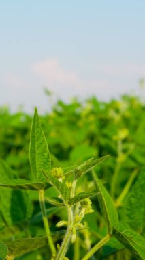 Soya alan parlak güneşli bir günde. Yaprakları genç soya ve soya, Soya filizi, soya çiçekler.