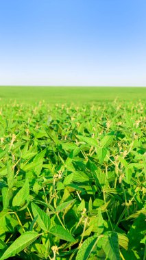 Soya alan parlak güneşli bir günde. Yaprakları genç soya ve soya, Soya filizi, soya çiçekler.