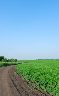 Soya alan parlak güneşli bir günde. Yaprakları genç soya ve soya, Soya filizi, soya çiçekler.