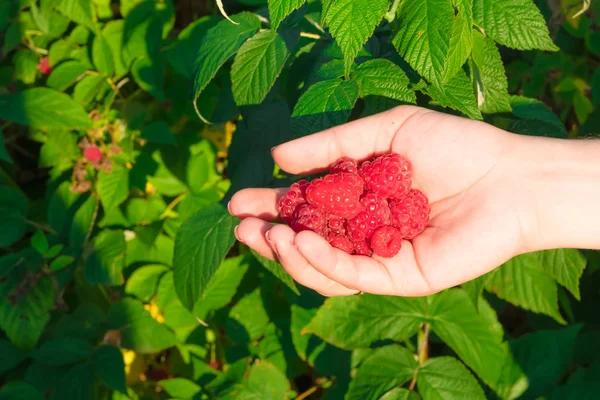 La mano sosteniendo las frambuesas en sus palmas. Frambuesas rojas maduras, entre los arbustos de frambuesa . —  Fotos de Stock