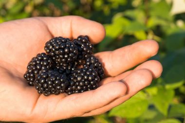 BlackBerry meyveleri Siyah Blackberry çalılar arka plan üzerinde insan elinde.