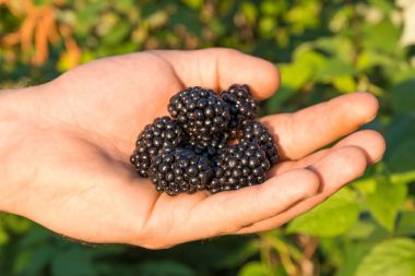 BlackBerry meyveleri Siyah Blackberry çalılar arka plan üzerinde insan elinde.