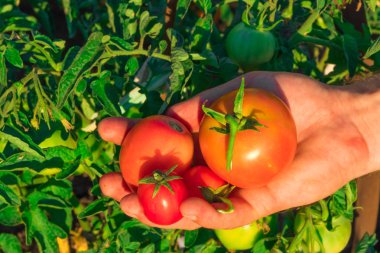 Domates, olgun kırmızı, sarı, turuncu, yeşil adamların elinde.