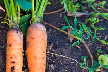 Olgun havuç tops yerde yatan ile.