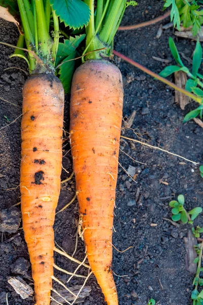 Olgun havuç tops yerde yatan ile.