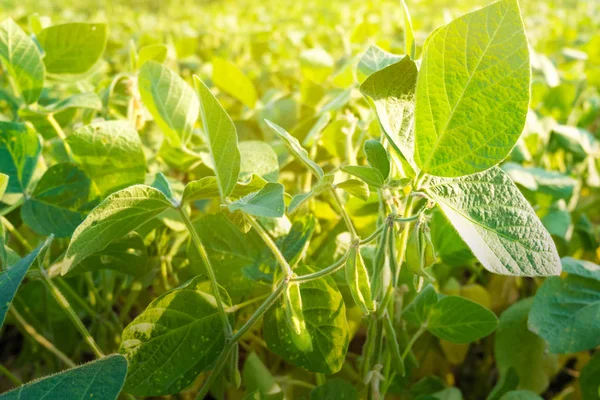 Soya fasulyesi gökyüzüne karşı yeşil olgun bakla.