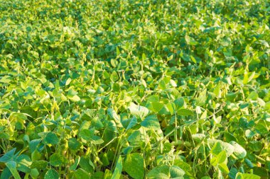 Alan gökyüzü arka plan üzerinde meyve olgun soya fasulyesi.