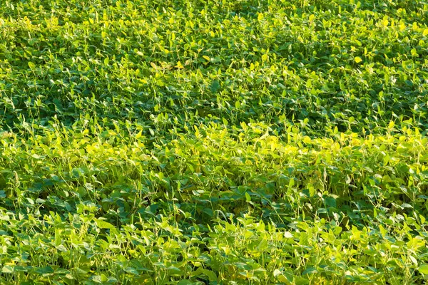 Fältet av mogna sojabönor med frukt på bakgrunden av himlen. — Stockfoto