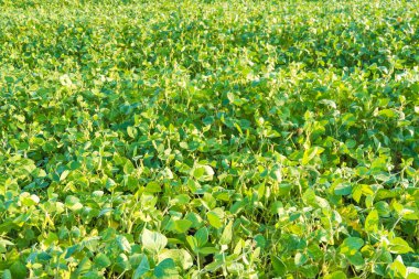 Alan gökyüzü arka plan üzerinde meyve olgun soya fasulyesi.