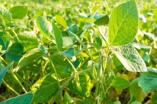 Soya fasulyesi gökyüzüne karşı yeşil olgun bakla.