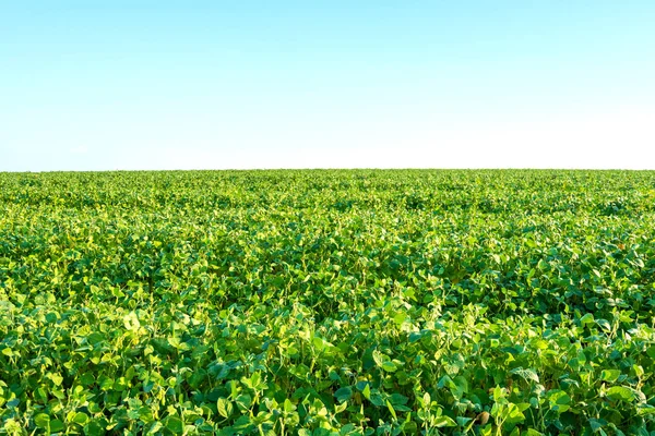 Campo de soja madura com frutas no fundo do céu . — Fotografia de Stock