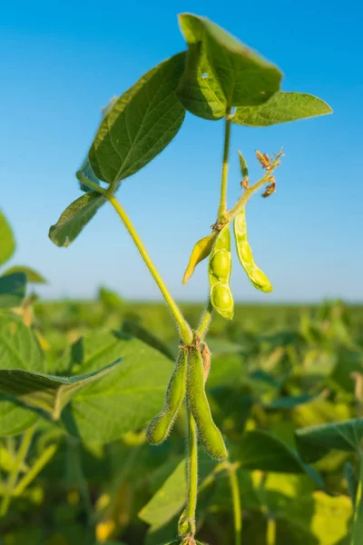 Casulos maduros de soja verde contra o céu . — Fotografia de Stock