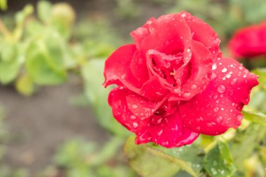 Kırmızı yeşil yaprakları bir yatağa gül sonra yağmur damlaları