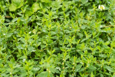 yeşil alan çim closeup sonra yağmur arka plan