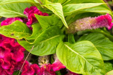 Kırmızı sonbahar çiçek celosia flowerbed closeup bırakır