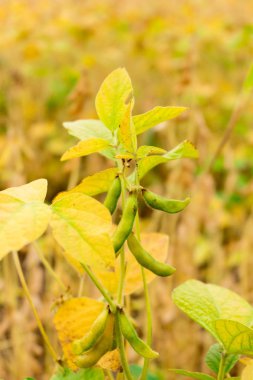 Alan closeup olgun soya fasulye