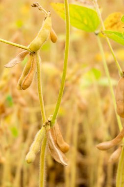 Alan closeup olgun soya fasulye