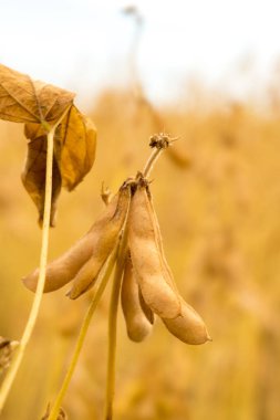 Alan closeup olgun soya fasulye