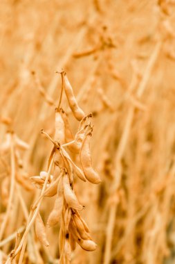 Alan closeup olgun soya fasulye