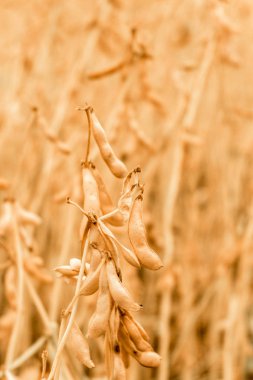 Alan closeup olgun soya fasulye