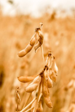 Alan closeup olgun soya fasulye