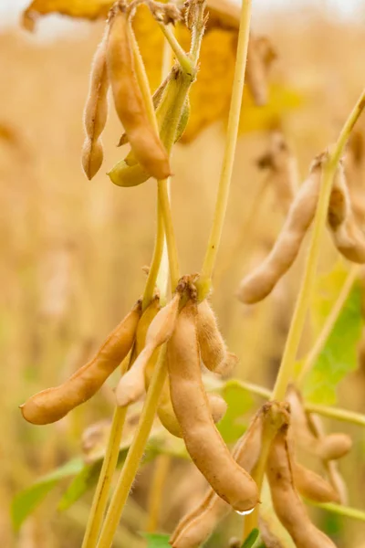 Les fèves de soja mûres sur le champ gros plan — Photo