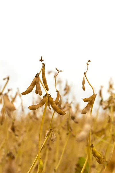 Los frijoles maduros de soja en el primer plano del campo — Foto de Stock