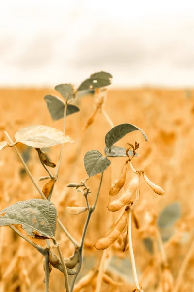 Los frijoles maduros de soja en el primer plano del campo — Foto de Stock