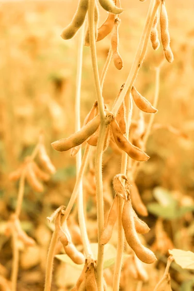 Les fèves de soja mûres sur le champ gros plan — Photo