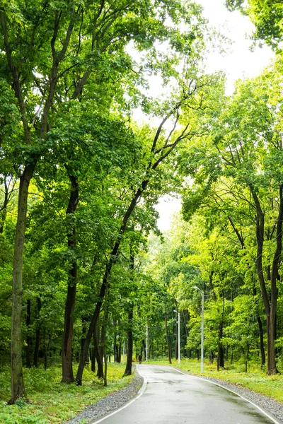 Park koşu pisti. Sokakta ağaçları ile. Bulutlu hava, su birikintileri, asfalt ıslak.