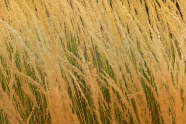 Kuru ot meadows Sonbahar ruh fielddry çim meadows Sonbahar ruh sonbahar ışıma filtreleri