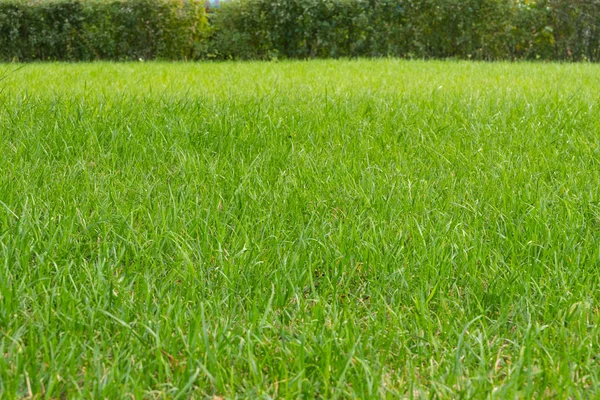 Fundo grama verde gramado para rótulos e textos — Fotografia de Stock