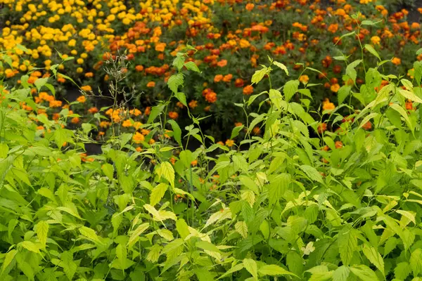 Arbuste gros plan de feuilles et de fleurs pour milieux — Photo