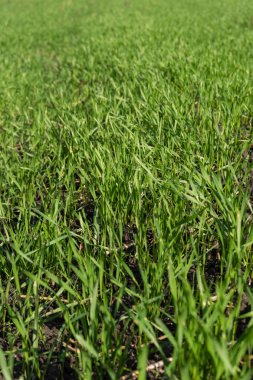 Buğday toprağa alanında genç sürgünler lahanası.