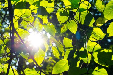 Gökyüzü güneş tarafından aydınlatılmış bir ağaç dalları yapraklarda.