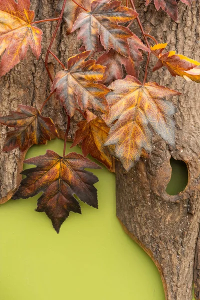 Autumn composition with maple leaves on the bark of a tree on a bright green background. — Stock Photo, Image