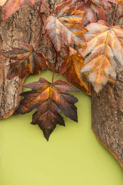 Autumn composition with maple leaves on the bark of a tree on a bright green background. — Stock Photo, Image